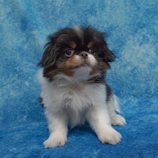 Japanese Chin DOG Male Tri 1621 Petland Pensacola, Florida