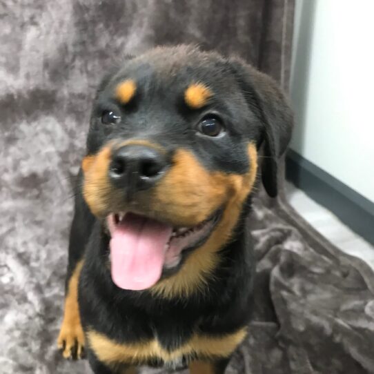 Rottweiler-DOG-Female-Black / Tan-1477-Petland Pensacola, Florida