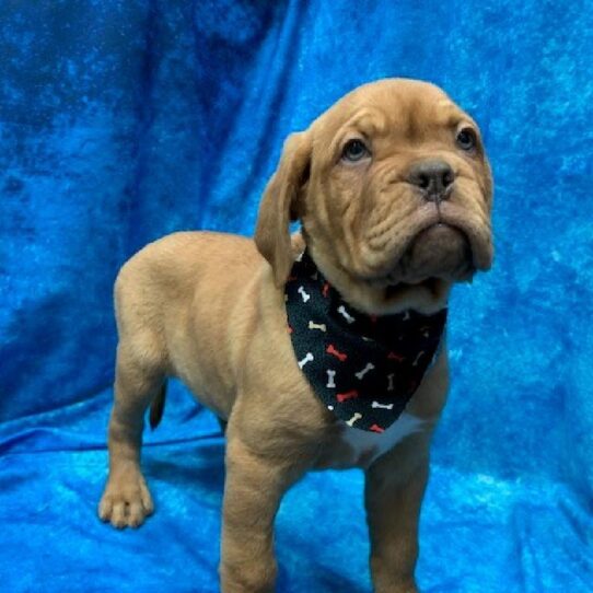 Dogue de Bordeaux DOG Female Red 344 Petland Pensacola, Florida