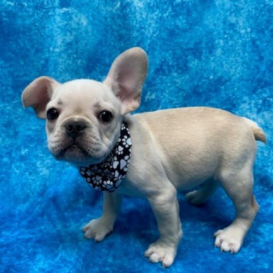 French Bulldog-DOG-Male-Cream-401-Petland Pensacola, Florida