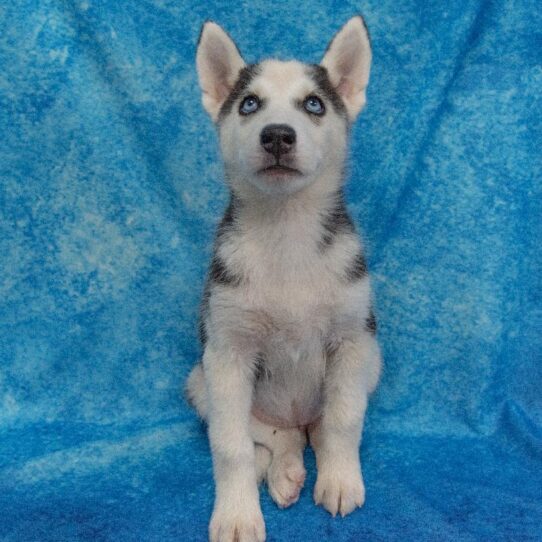 Siberian Husky-DOG-Female-Black/White-1681-Petland Pensacola, Florida