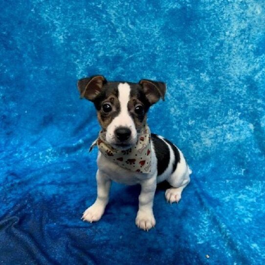 Jack Russell Terrier-DOG-Female-Black/white-404-Petland Pensacola, Florida