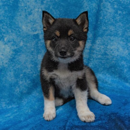 Shiba Inu-DOG-Female-Black/White-1683-Petland Pensacola, Florida