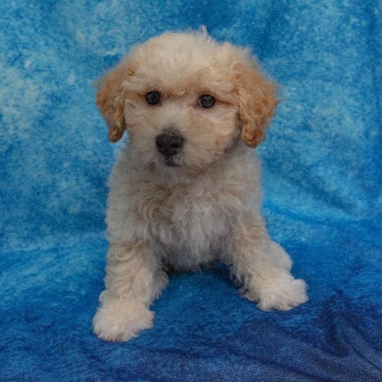 Bichon-Poodle DOG Female Cream 1688 Petland Pensacola, Florida