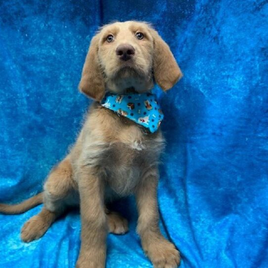 Labradoodle-DOG-Male-Tan-302-Petland Pensacola, Florida