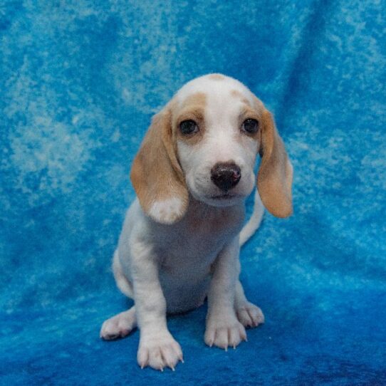 Beagle DOG Female Lemon / White 1629 Petland Pensacola, Florida