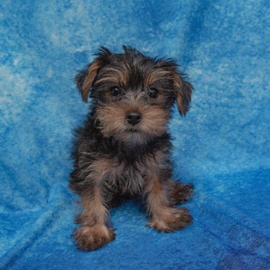 Yorkie DOG Male Black / Tan 1661 Petland Pensacola, Florida