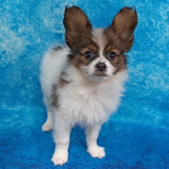 Papillon DOG Female Sable/White 1686 Petland Pensacola, Florida