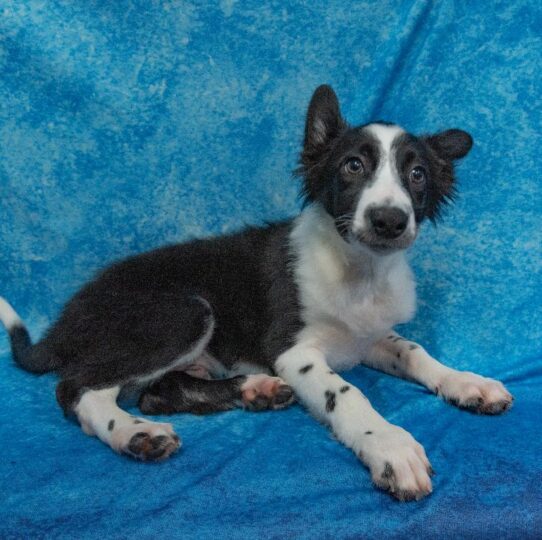 Border Collie DOG Male Black / White 1627 Petland Pensacola, Florida