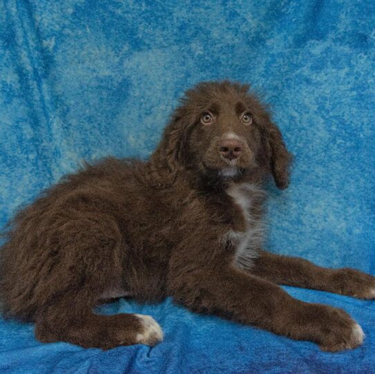 Aussiedoodle-DOG-Male-Chocolate-1670-Petland Pensacola, Florida