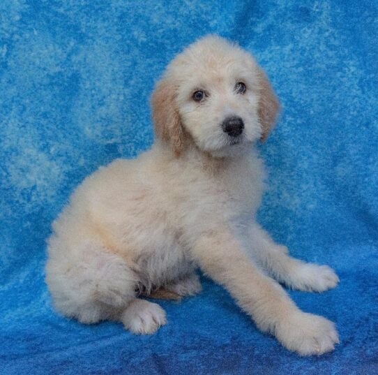 Goldendoodle DOG Female Light Golden 1628 Petland Pensacola, Florida