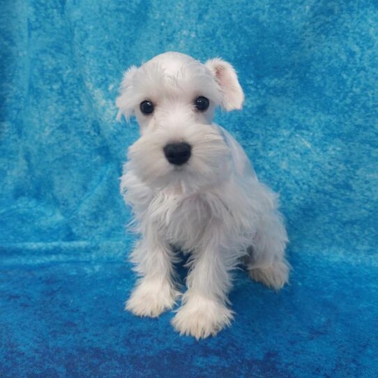 Mini Schnauzer-DOG-Female-White-1669-Petland Pensacola, Florida