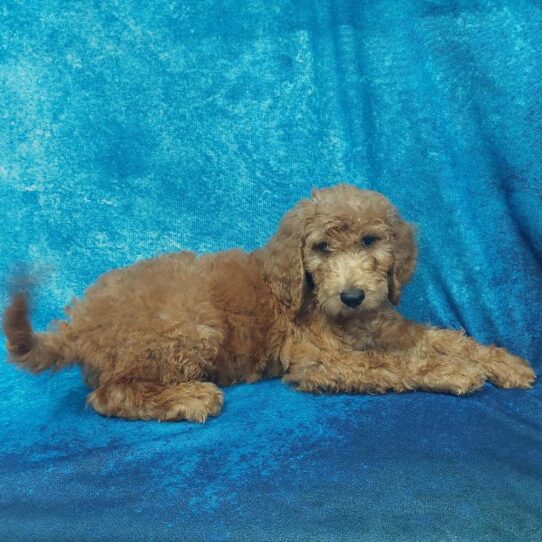 Goldendoodle 2 Gen-DOG-Male-Red-1630-Petland Pensacola, Florida