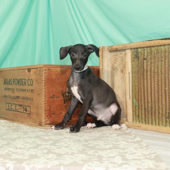 Italian Greyhound DOG Male Seal 1694 Petland Pensacola, Florida