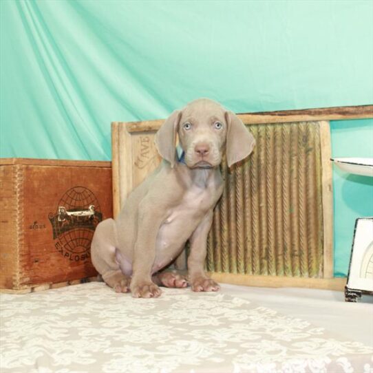 Weimaraner DOG Male Silver Gray 1695 Petland Pensacola, Florida