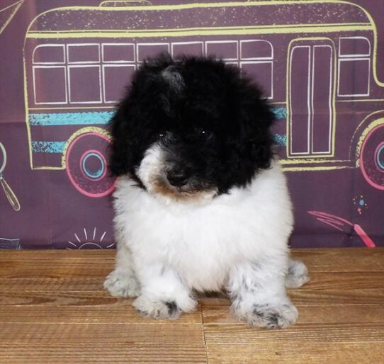 Bichon-Poodle DOG Male Black / White 1700 Petland Pensacola, Florida