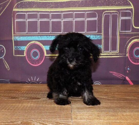 Schnoodle DOG Male Brindle 1701 Petland Pensacola, Florida