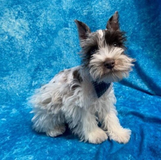 Mini Schnauzer-DOG-Male-Chocolate Merle-447-Petland Pensacola, Florida