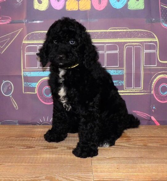 Labradoodle DOG Male Black 1702 Petland Pensacola, Florida