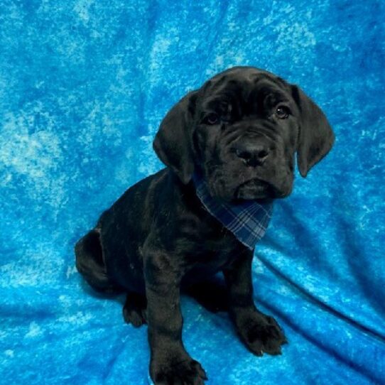 Neopolitan Mastiff-DOG-Male-Black-445-Petland Pensacola, Florida