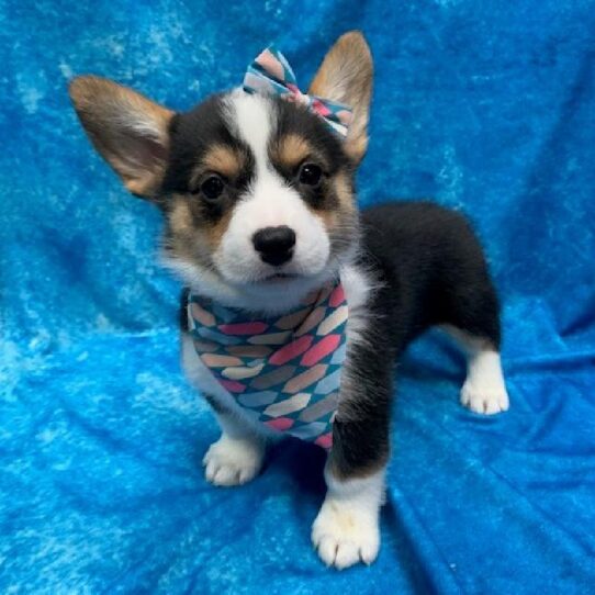 Pembroke Welsh Corgi-DOG-Female-Black White/Tan-307-Petland Pensacola, Florida