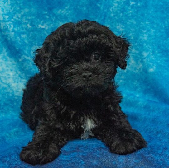 Lhasa-Poo-DOG-Female-black-1717-Petland Pensacola, Florida