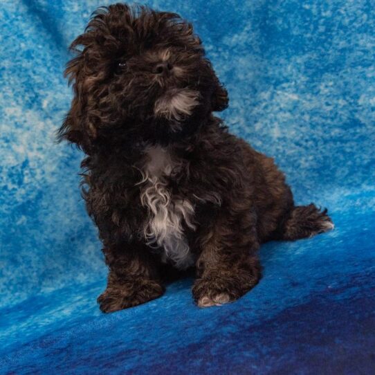 Lhasa-Poo-DOG-Male-brindle-1716-Petland Pensacola, Florida