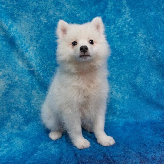 American Eskimo DOG Male white 1718 Petland Pensacola, Florida