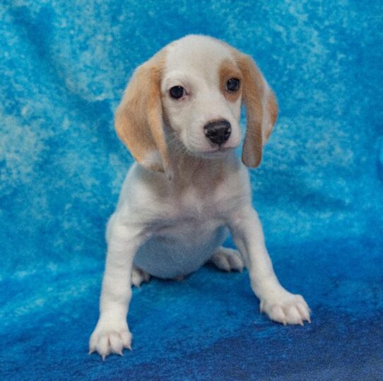 Beagle DOG Male lemon/whte 1722 Petland Pensacola, Florida