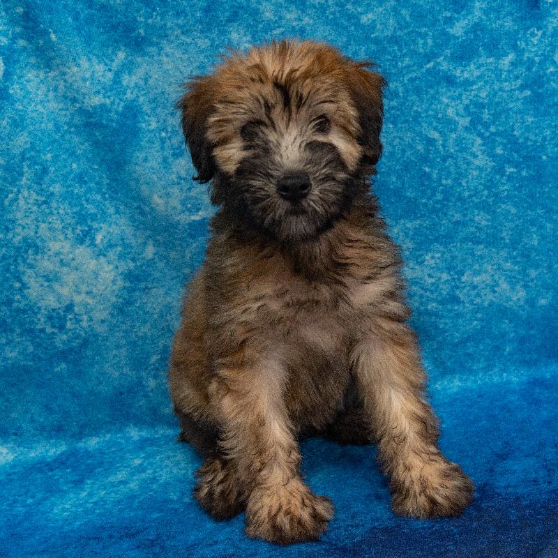 Soft Coated Wheaten Terrier Puppy brown ID 1721 Located at Petland Pensacola Florida