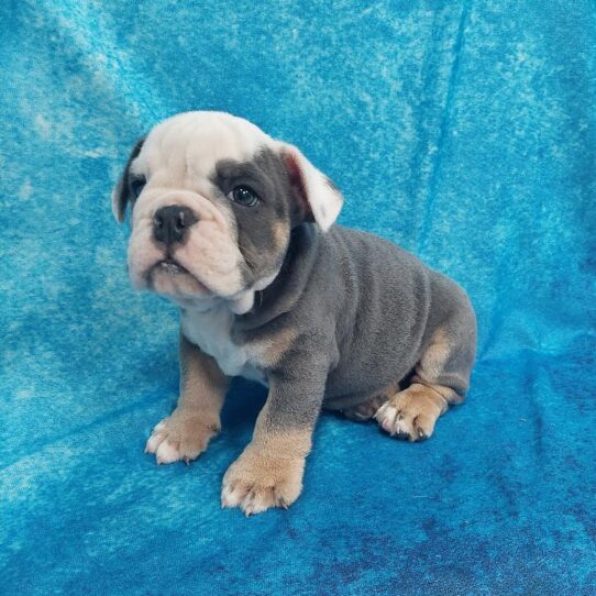 English Bulldog-DOG-Male-Blue Tri-1714-Petland Pensacola, Florida