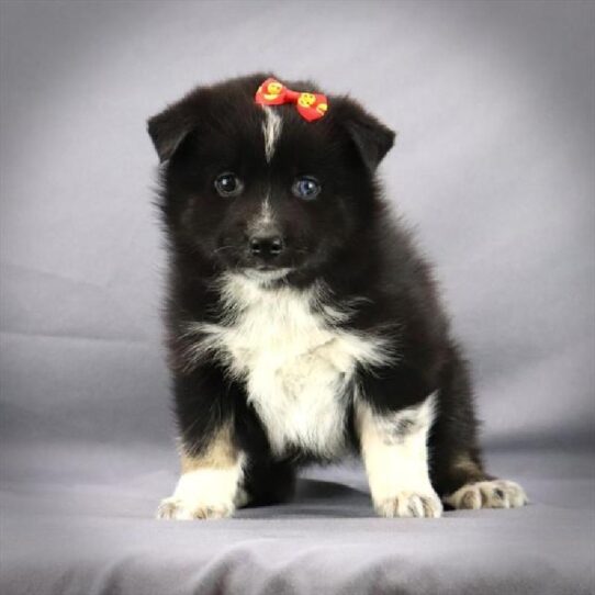 Pomsky DOG Female Black/White/Tan 473 Petland Pensacola, Florida