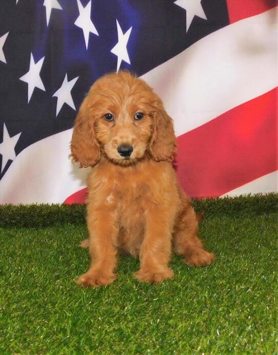 Goldendoodle DOG Female Dark Golden 1741 Petland Pensacola, Florida