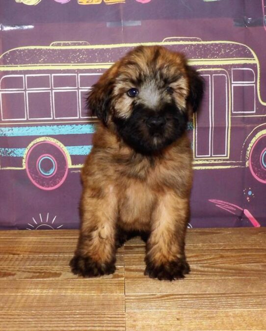 Soft Coated Wheaten Terrier DOG Male Wheaten 1745 Petland Pensacola, Florida