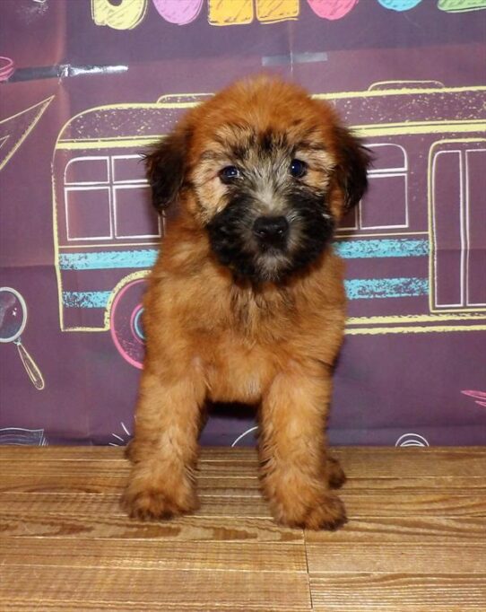 Soft Coated Wheaten Terrier-DOG-Female-Wheaten-1746-Petland Pensacola, Florida