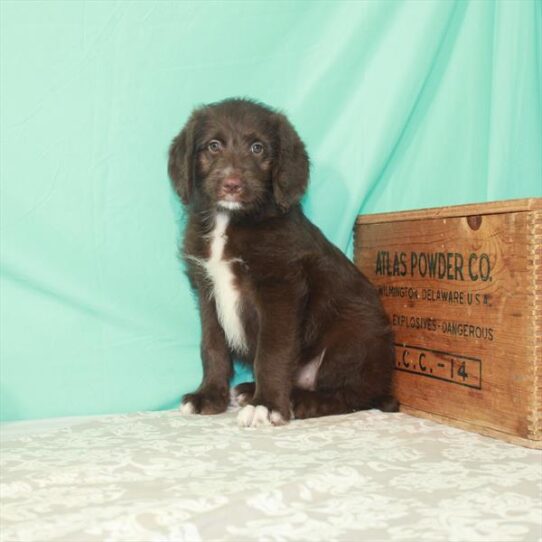 Labradoodle-DOG-Female-Chocolate-1752-Petland Pensacola, Florida