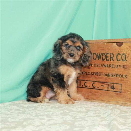 Cocker Spaniel-DOG-Female-Blue Roan-1756-Petland Pensacola, Florida