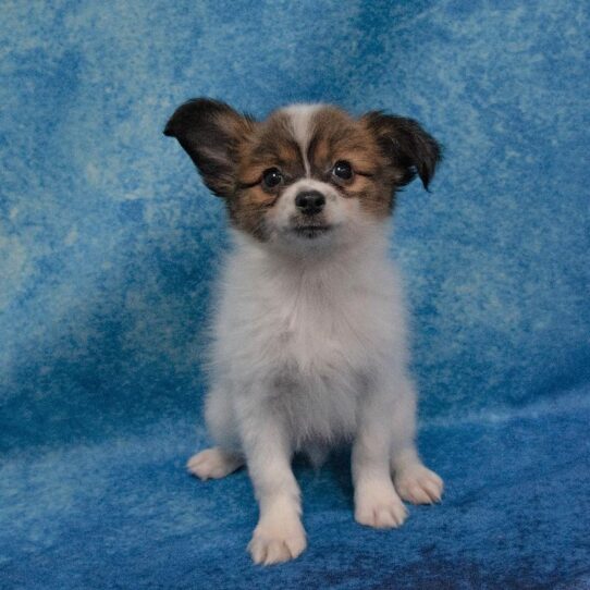 Papillon DOG Male Sable/White 1799 Petland Pensacola, Florida