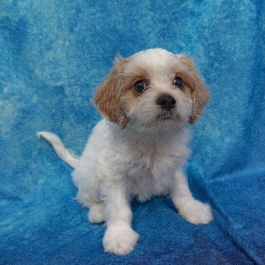 Cavachon DOG Male Blenheim 1775 Petland Pensacola, Florida