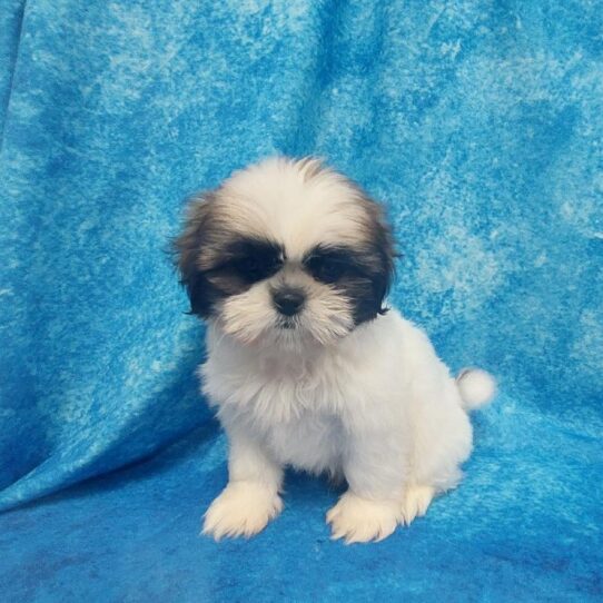 Shih Tzu-DOG-Male-Gold white parti-1785-Petland Pensacola, Florida
