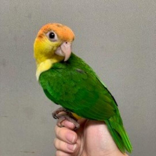 White Bellied Caique BIRD Female 1801 Petland Pensacola, Florida