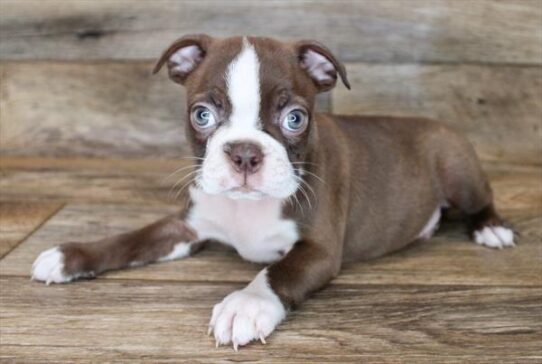 Boston Terrier DOG Male Seal / White 1827 Petland Pensacola, Florida