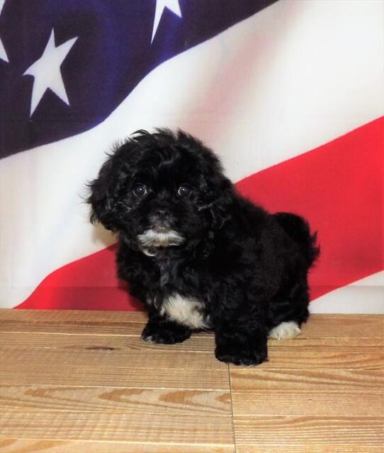 Peke-a-poo DOG Female Black 1838 Petland Pensacola, Florida