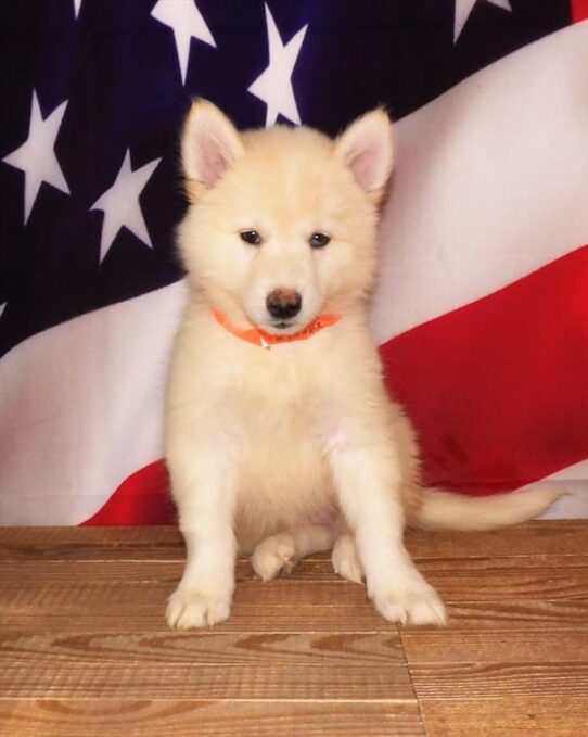 Pomsky 2nd Gen DOG Female White 1842 Petland Pensacola, Florida