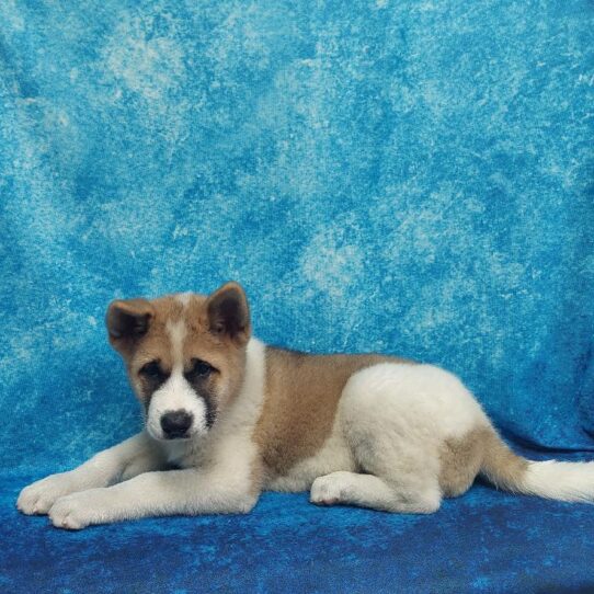 Akita DOG Male Fawn / White 1836 Petland Pensacola, Florida