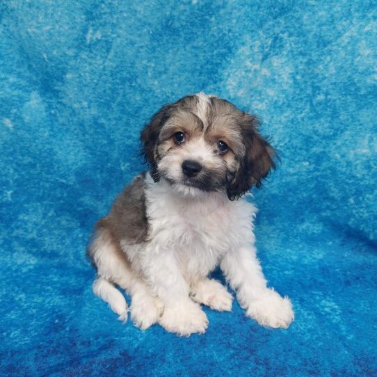 CockaChon DOG Male Sable 1843 Petland Pensacola, Florida