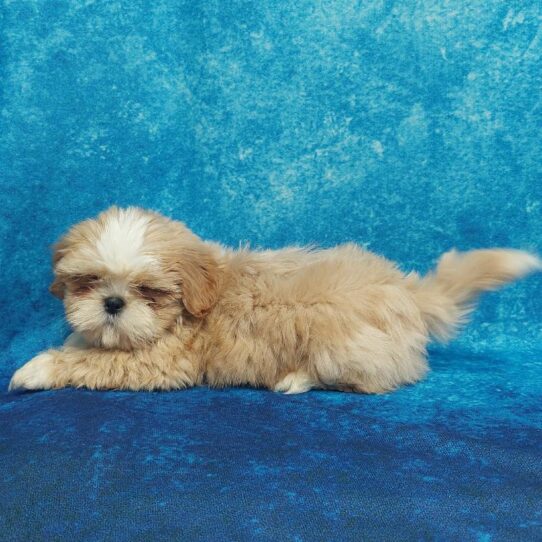 Shih Tzu-DOG-Male-Gold-1826-Petland Pensacola, Florida