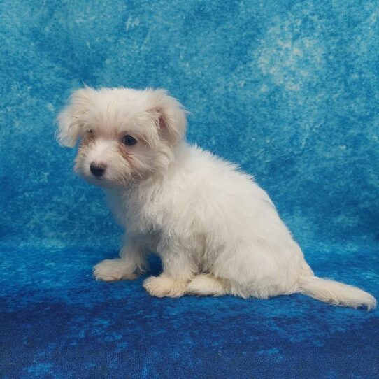 Maltipoo-DOG-Male-Cream-1837-Petland Pensacola, Florida