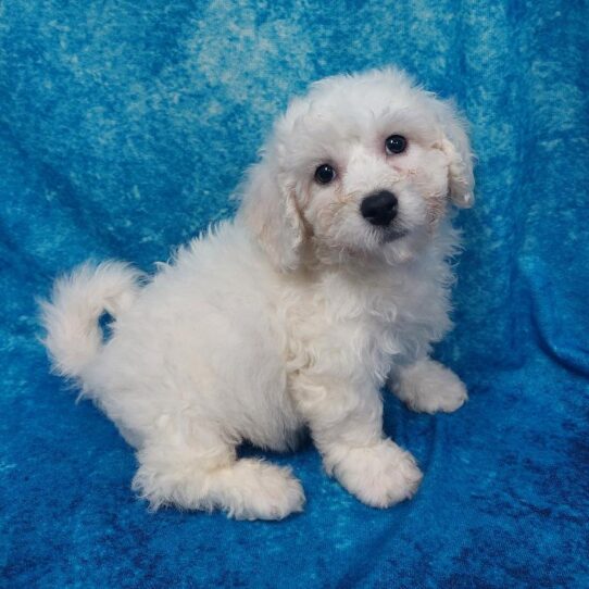 Bichon DOG Male White 1865 Petland Pensacola, Florida