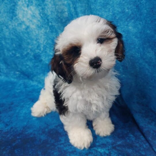 Lhasa-Poo-DOG-Male-Tri-1864-Petland Pensacola, Florida